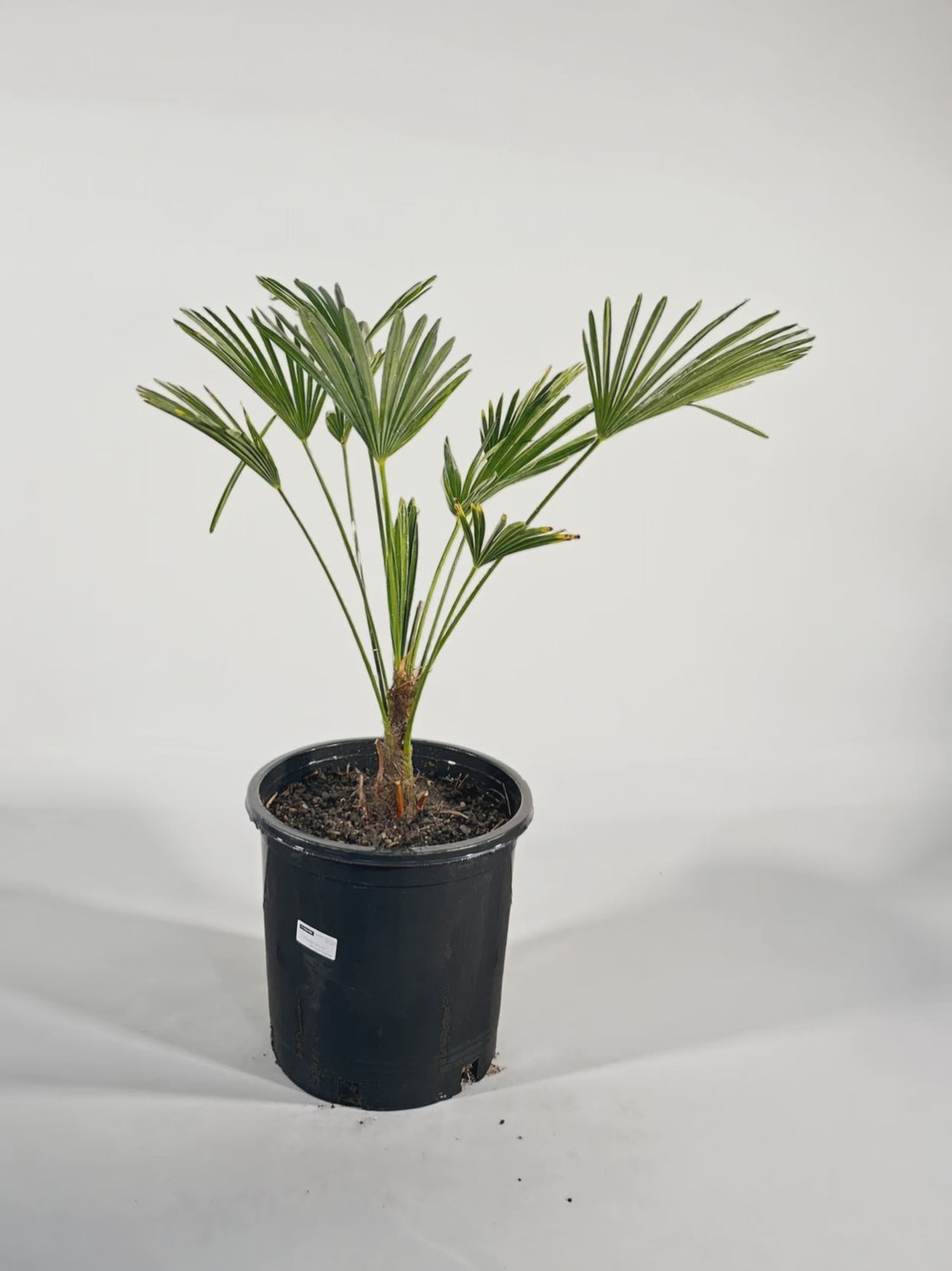 Trachycarpus fortunei Wagnerianus – Palmpedia