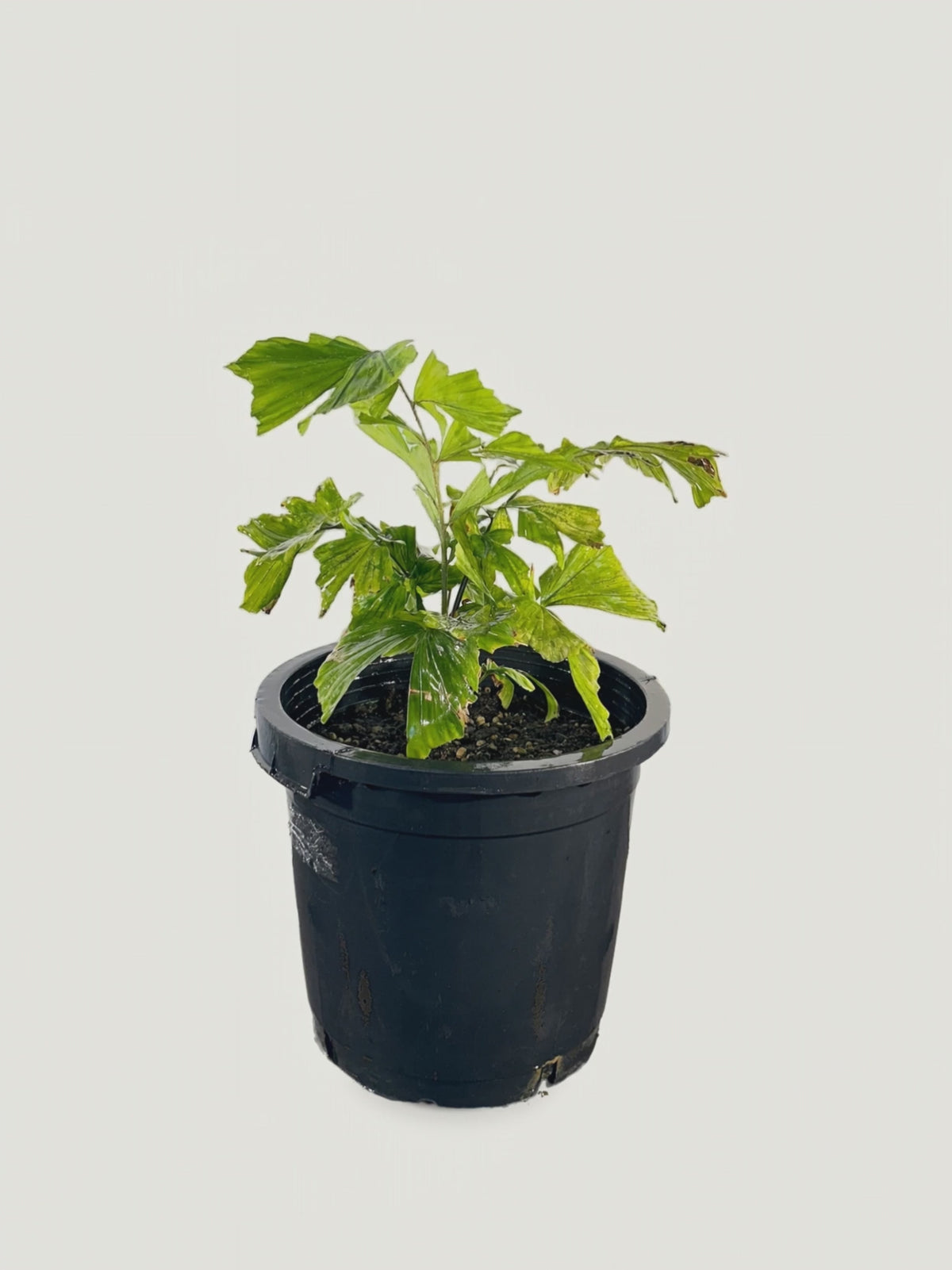 Licuala pusilla – Palmpedia