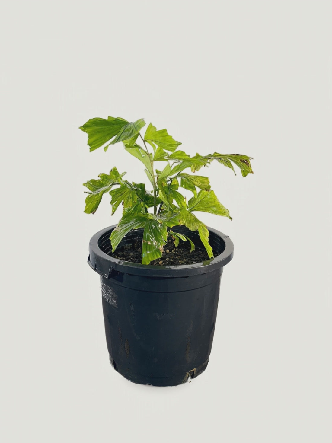 Licuala pusilla – Palmpedia