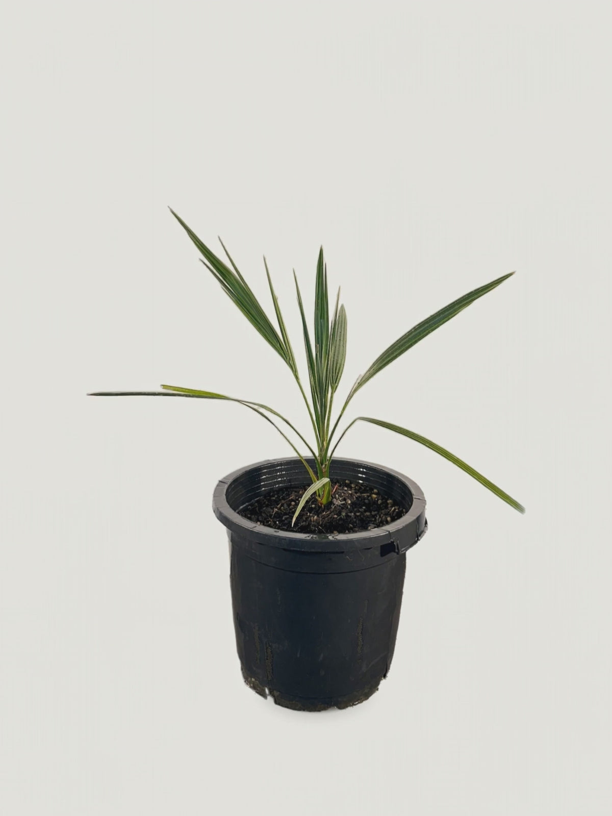 Phoenix dactylifera Oasis Errachidia – Palmpedia