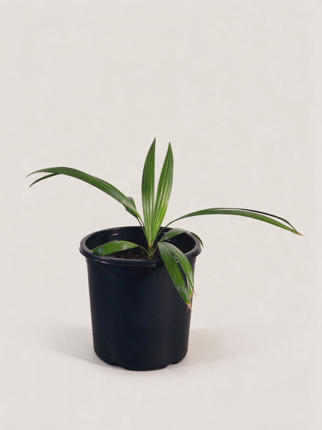 Brahea dulcis – video
