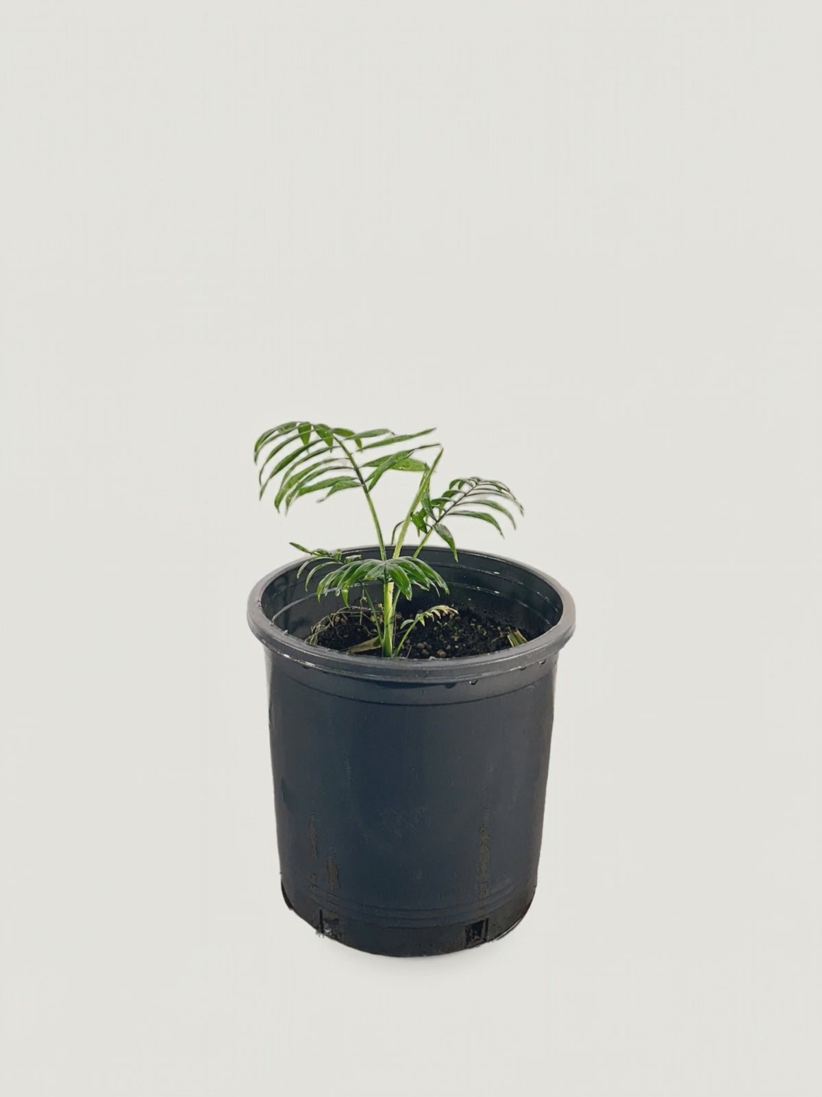 Corypha lecomtei – Palmpedia