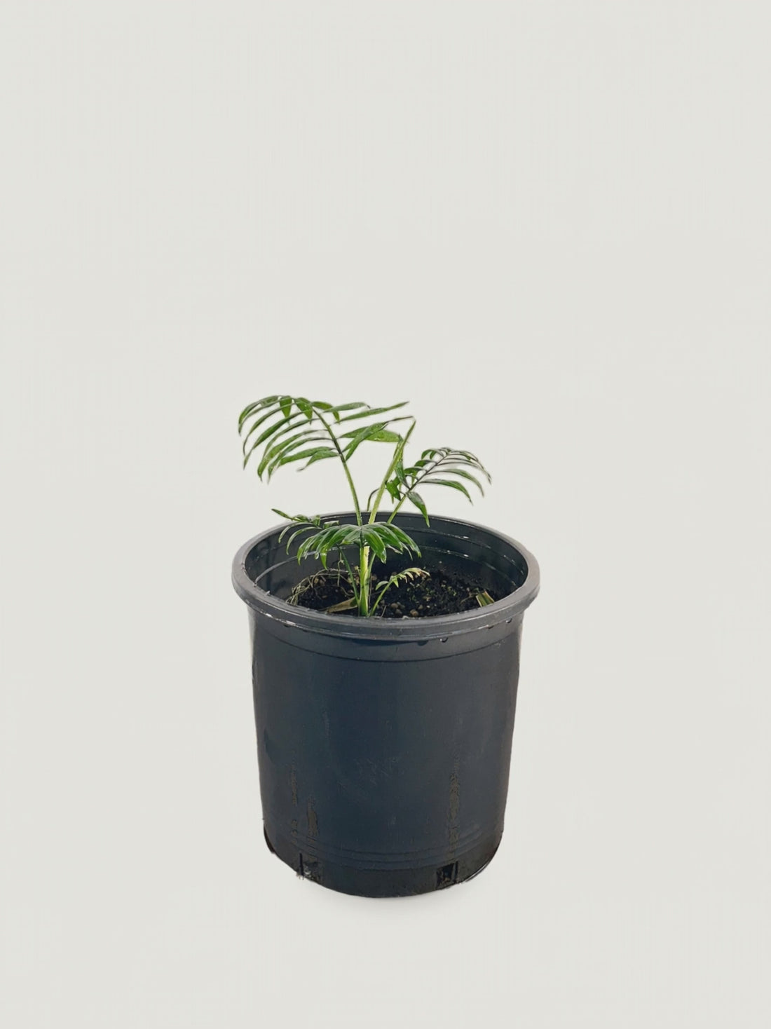 Corypha lecomtei – Palmpedia