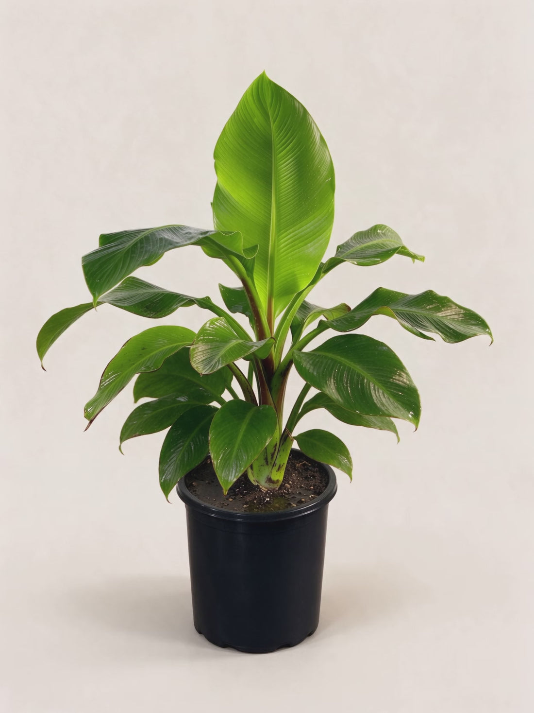 Musa velutina – Palmpedia