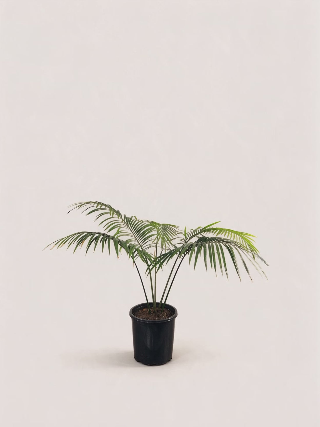 Cycas chevalieri – Palmpedia