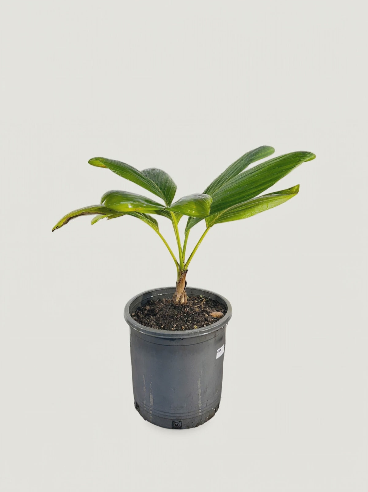 Chambeyronia houailouensis – Palmpedia