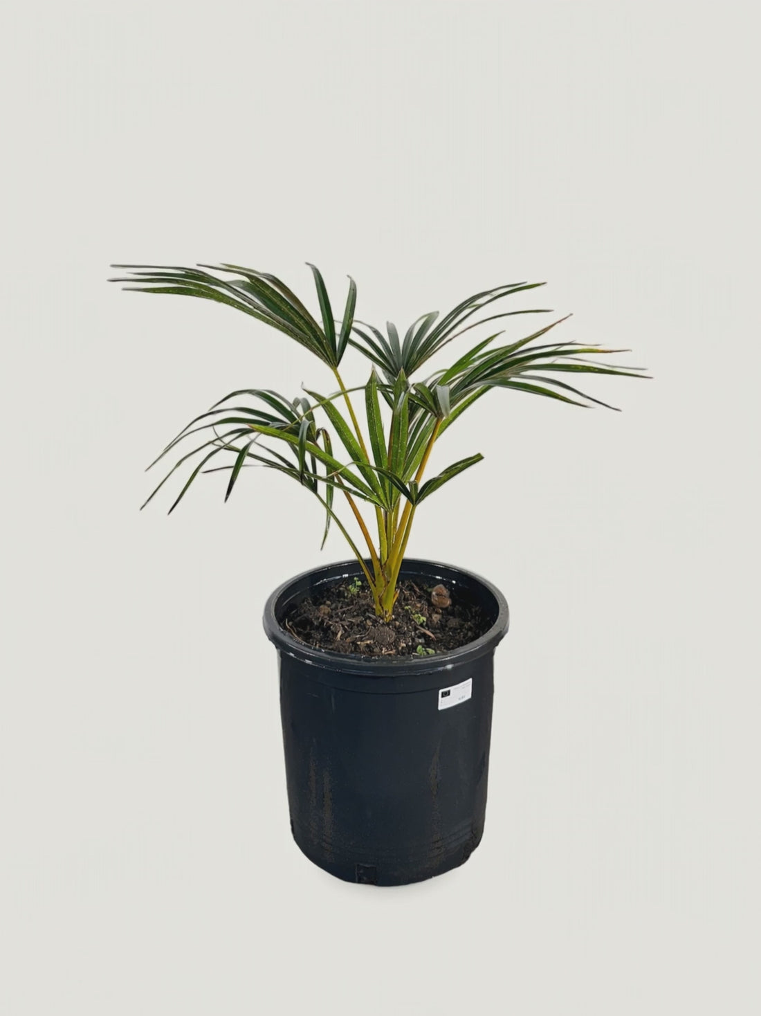 Latania verschaffeltii – Palmpedia