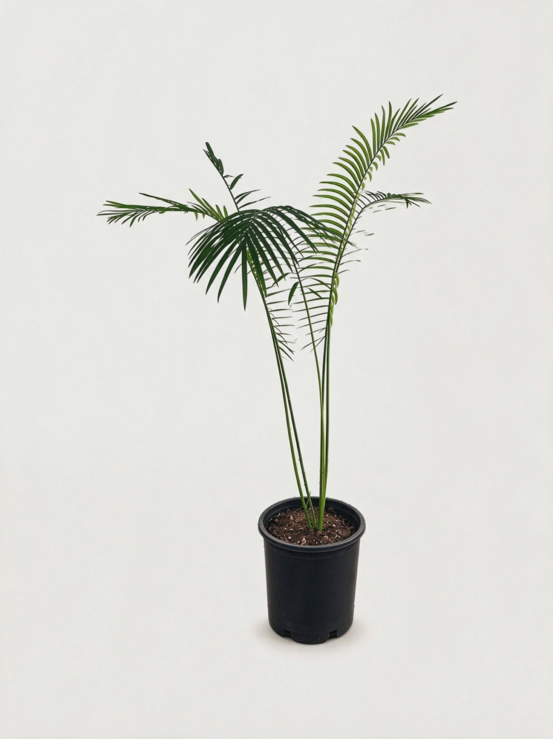 Cycas clivicola subsp. lutea – video