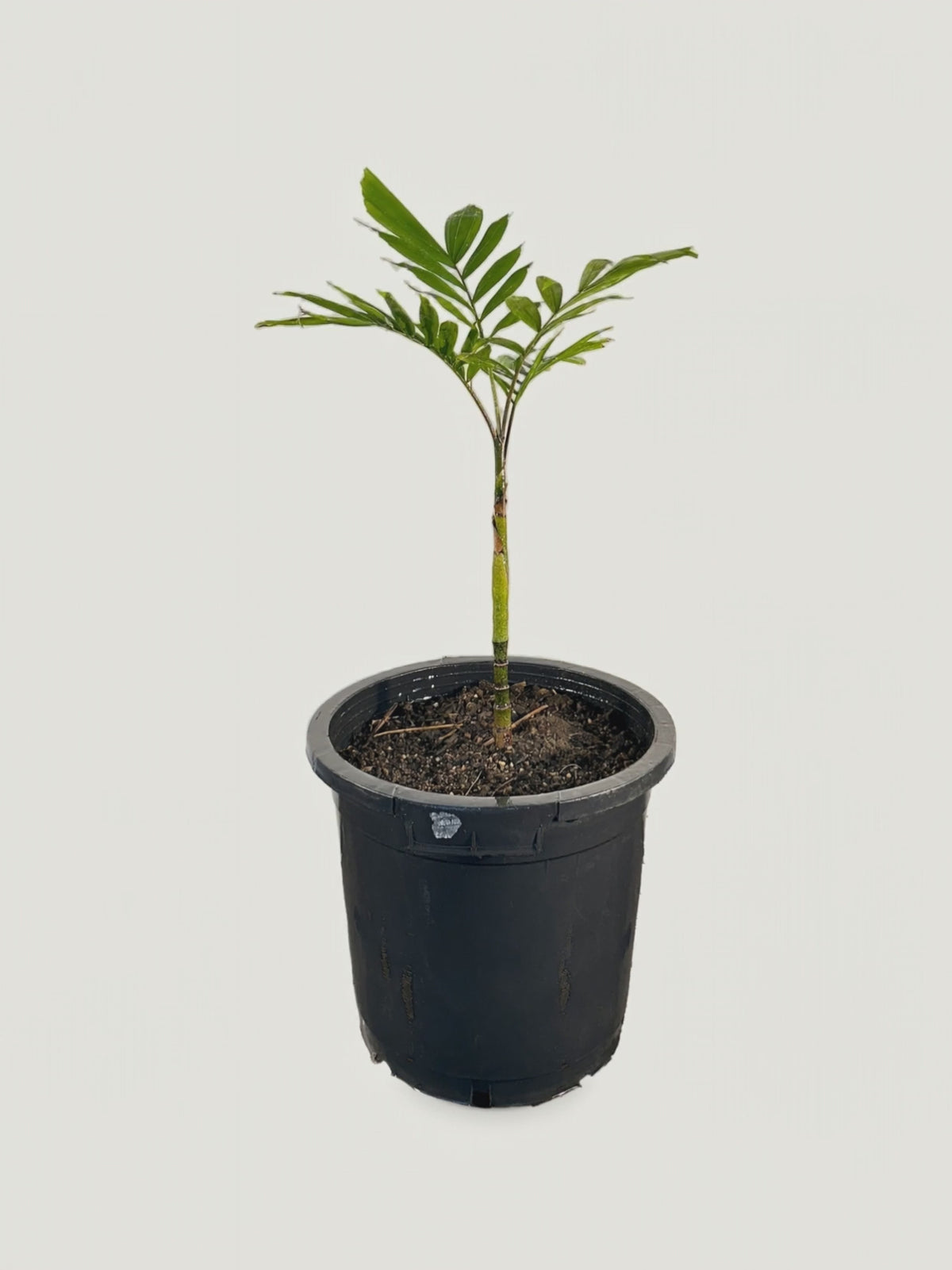 Ponapea hentyi – Palmpedia