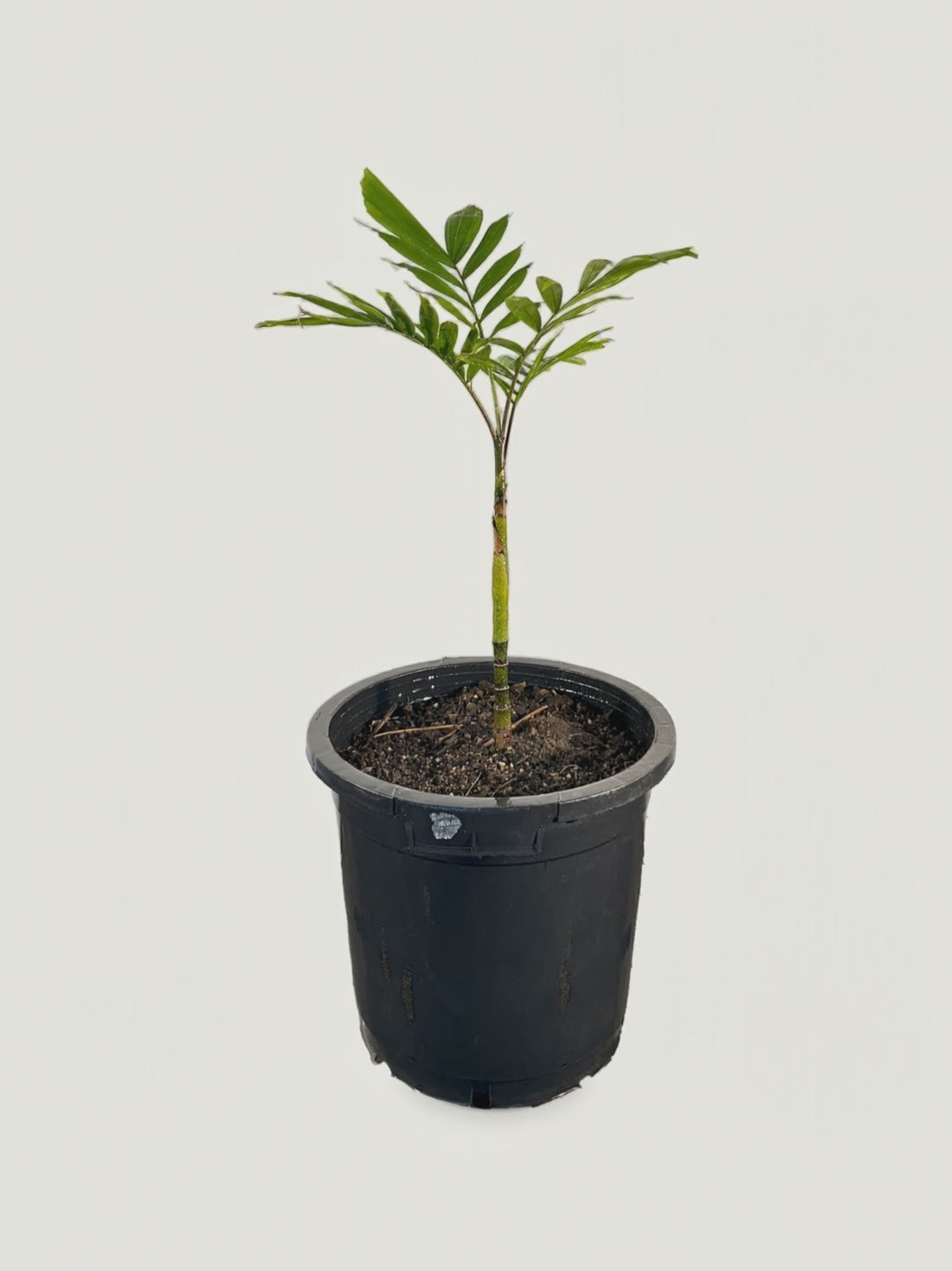 Ponapea hentyi – Palmpedia