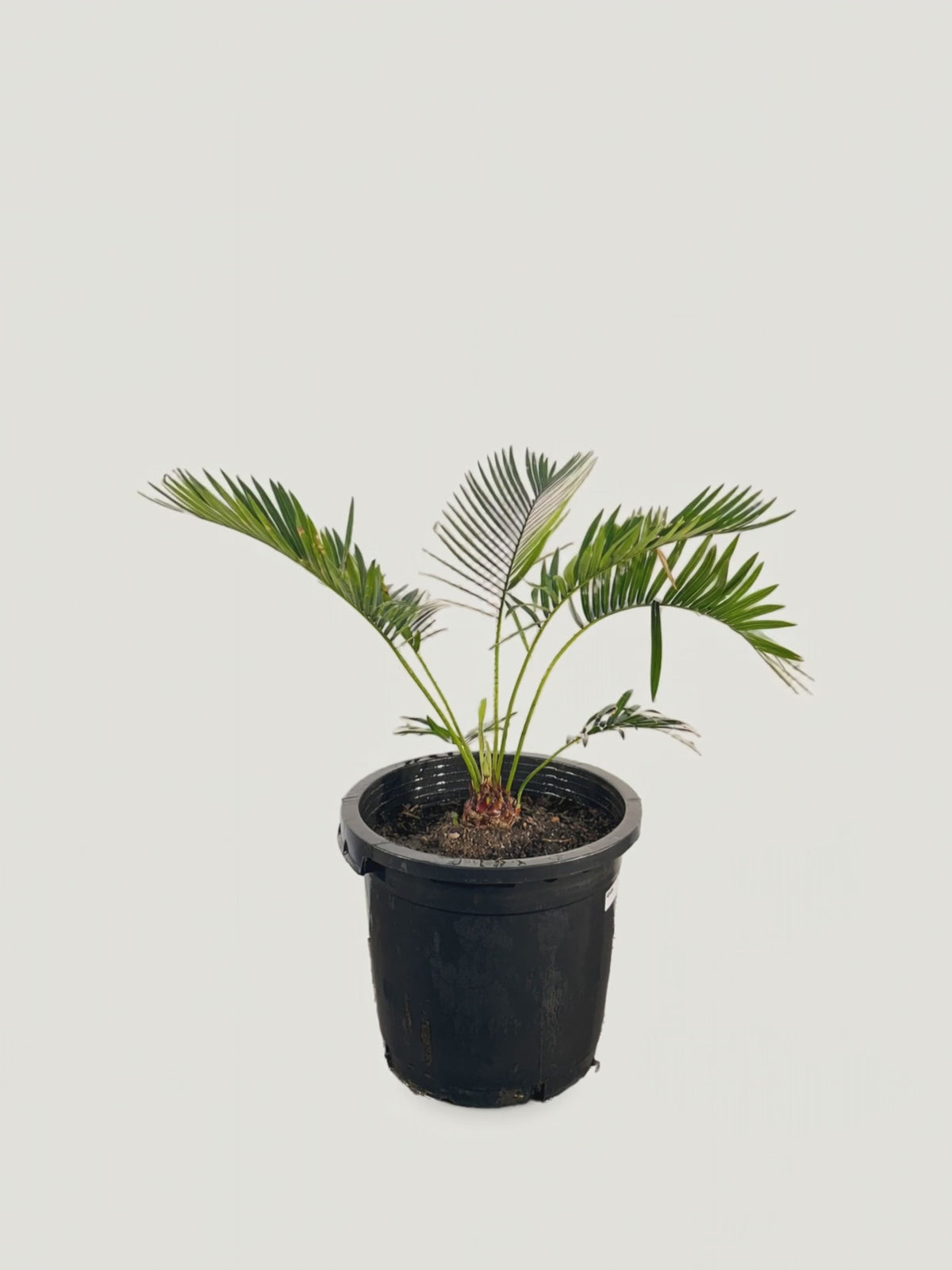 Cycas tropophylla – Palmpedia