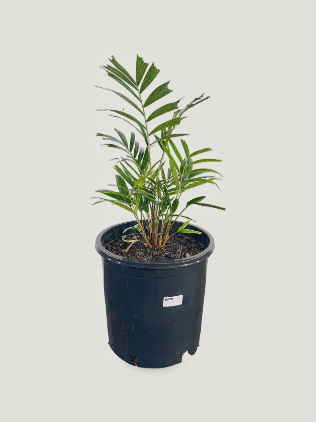 Ptychosperma burretianum – Palmpedia