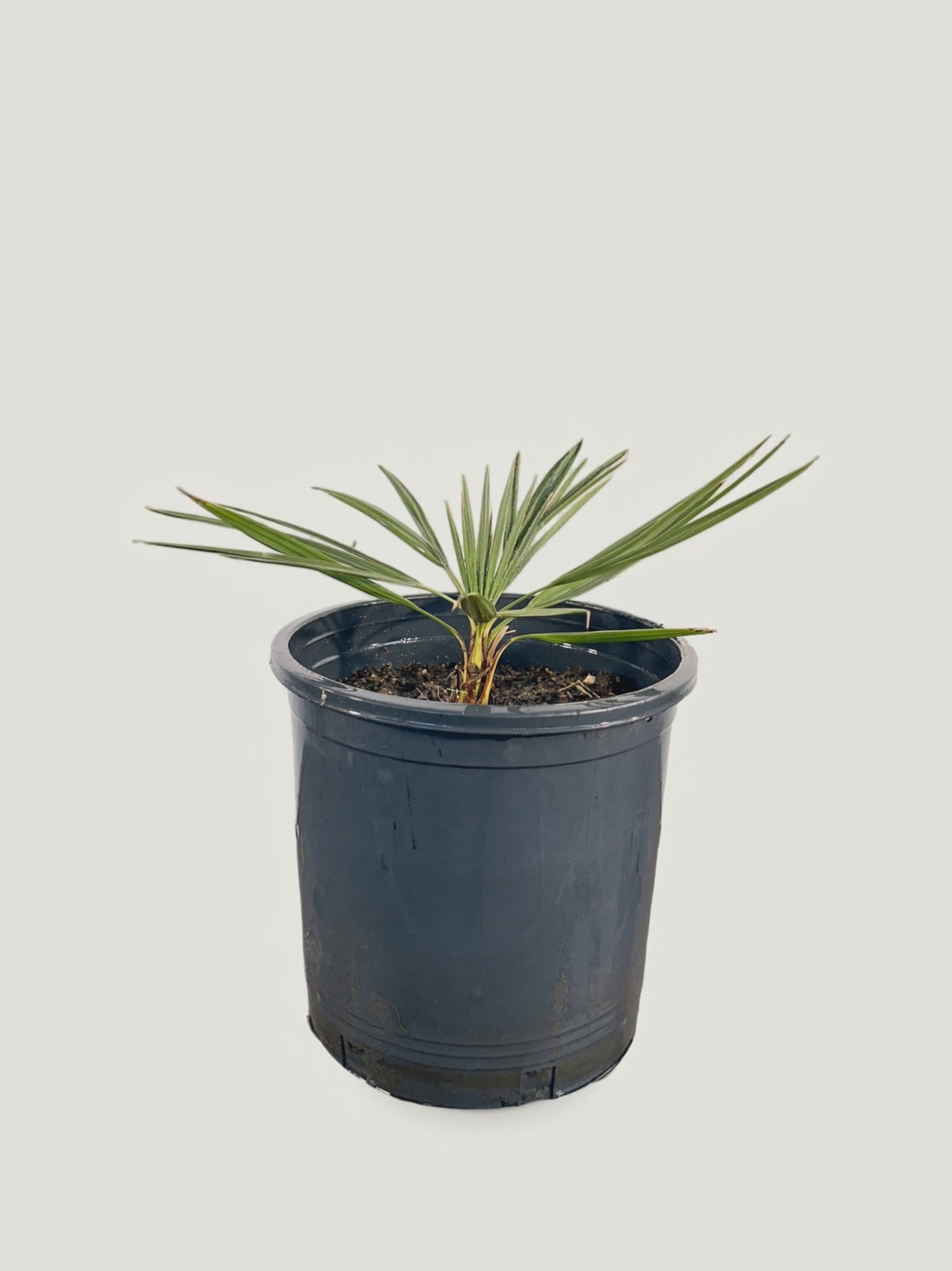 Coccothrinax hioramii – Palmpedia