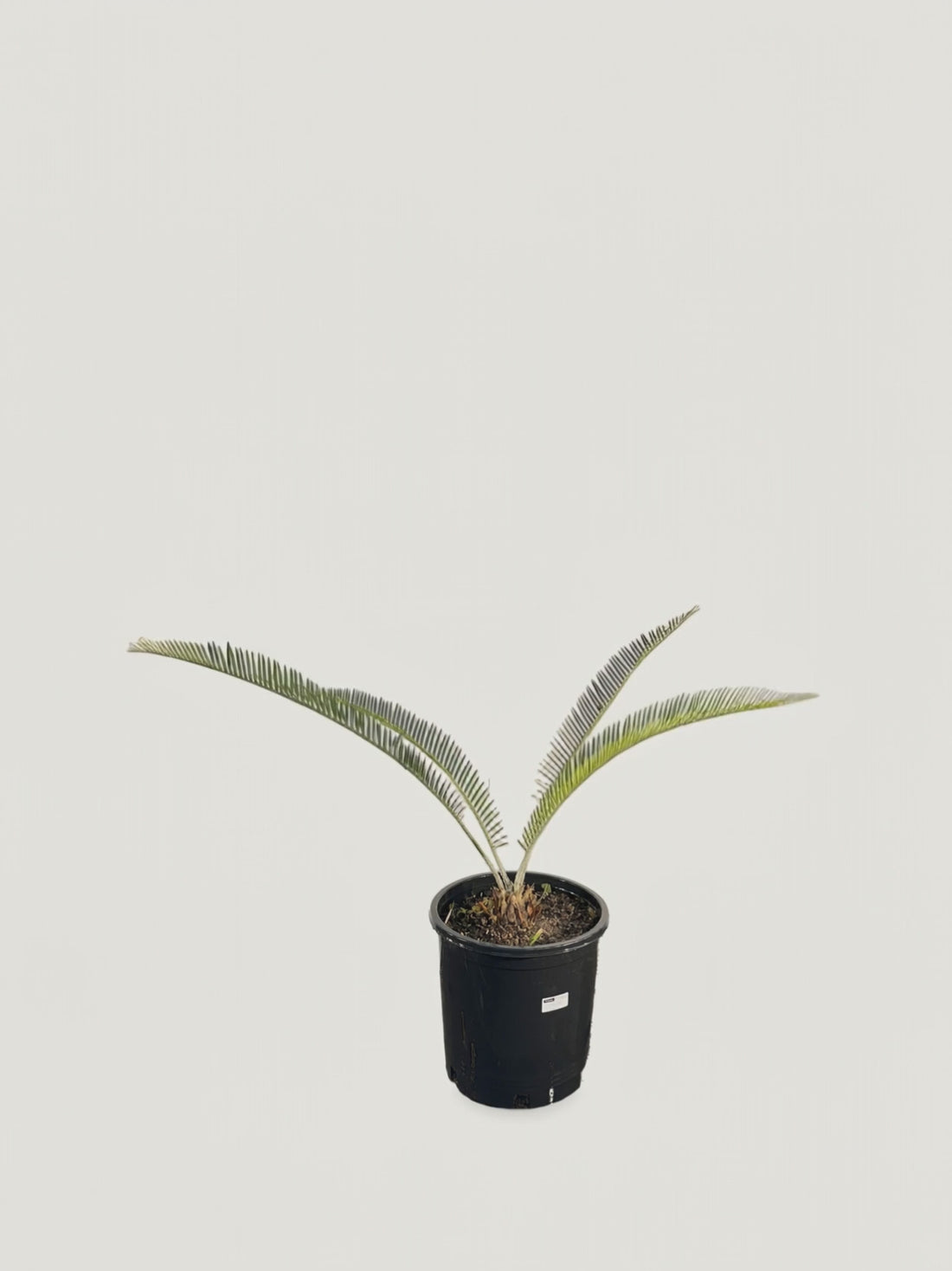 Dioon califanoi – Palmpedia