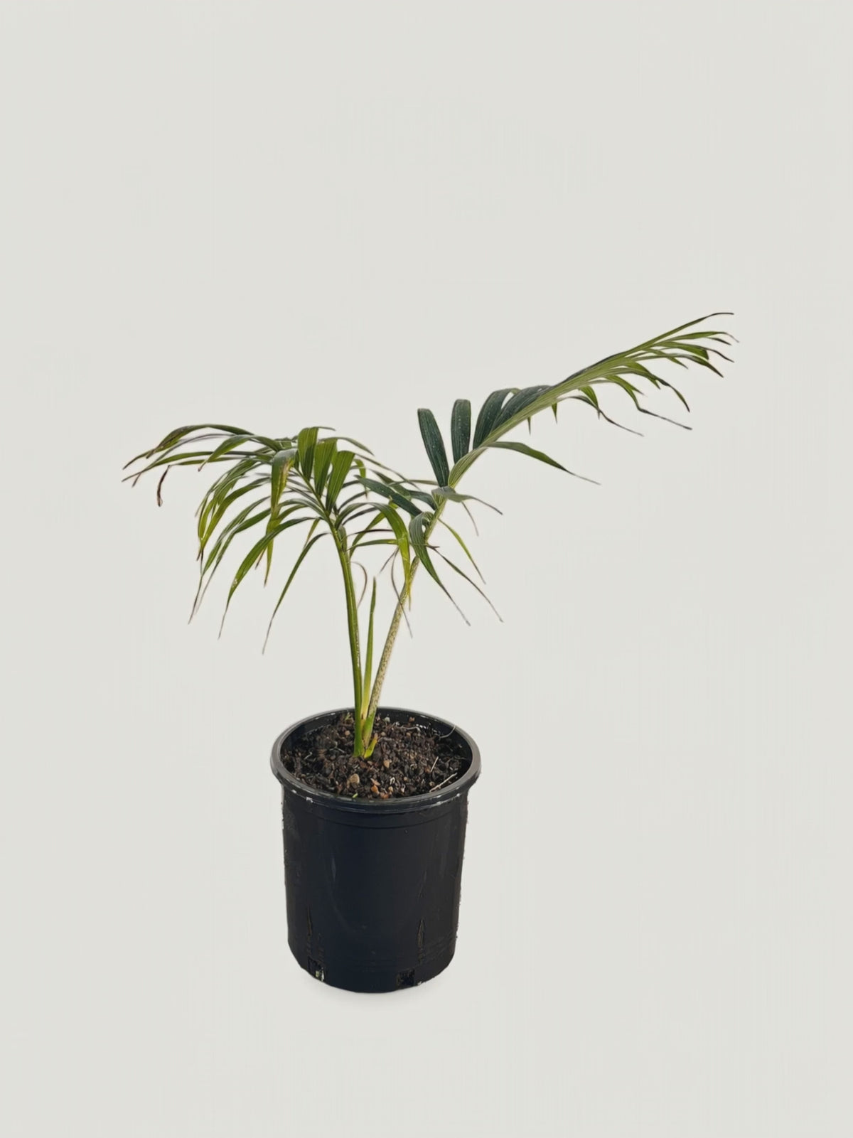Chambeyronia oliviformis – Palmpedia