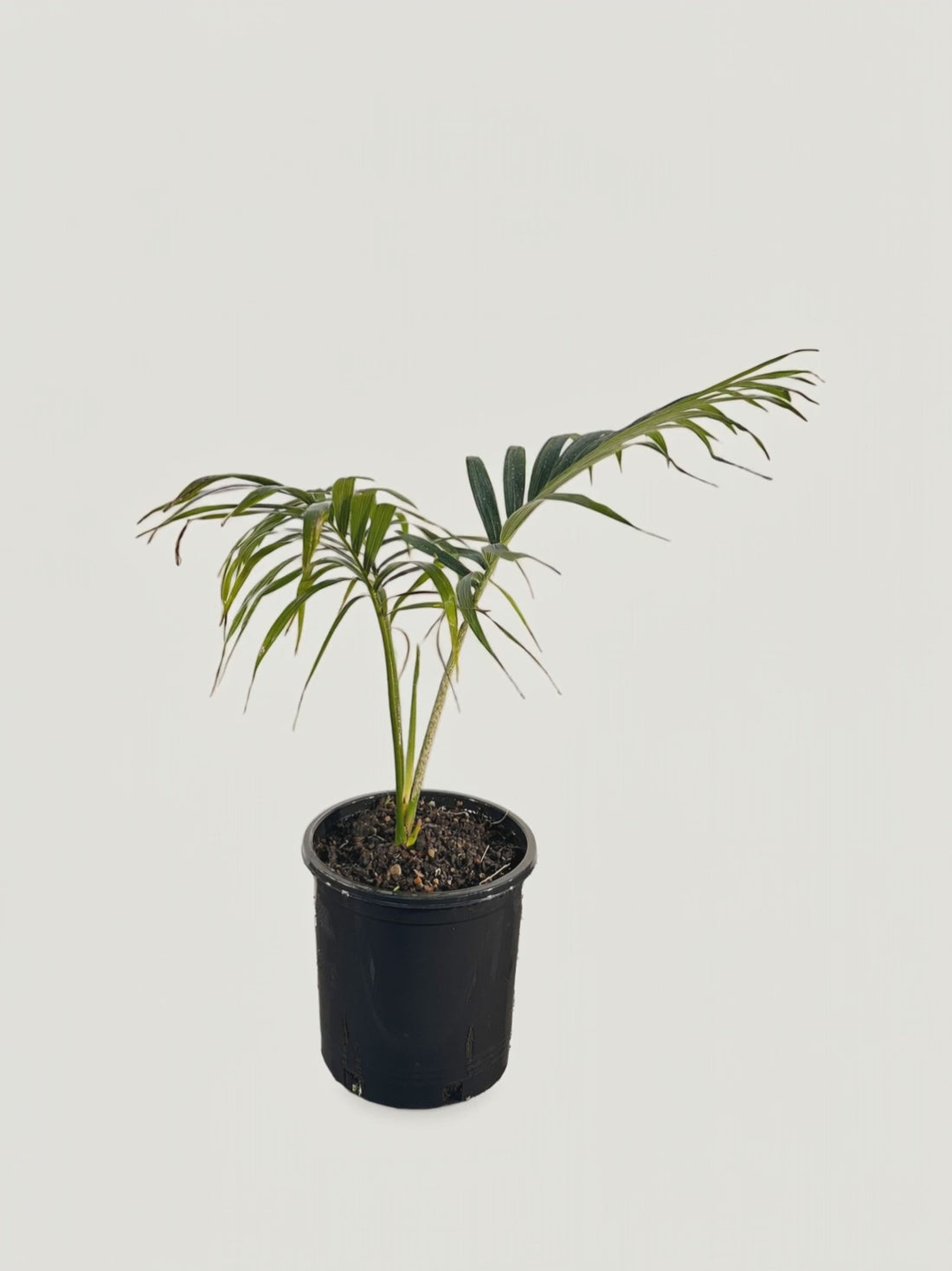 Chambeyronia oliviformis – Palmpedia