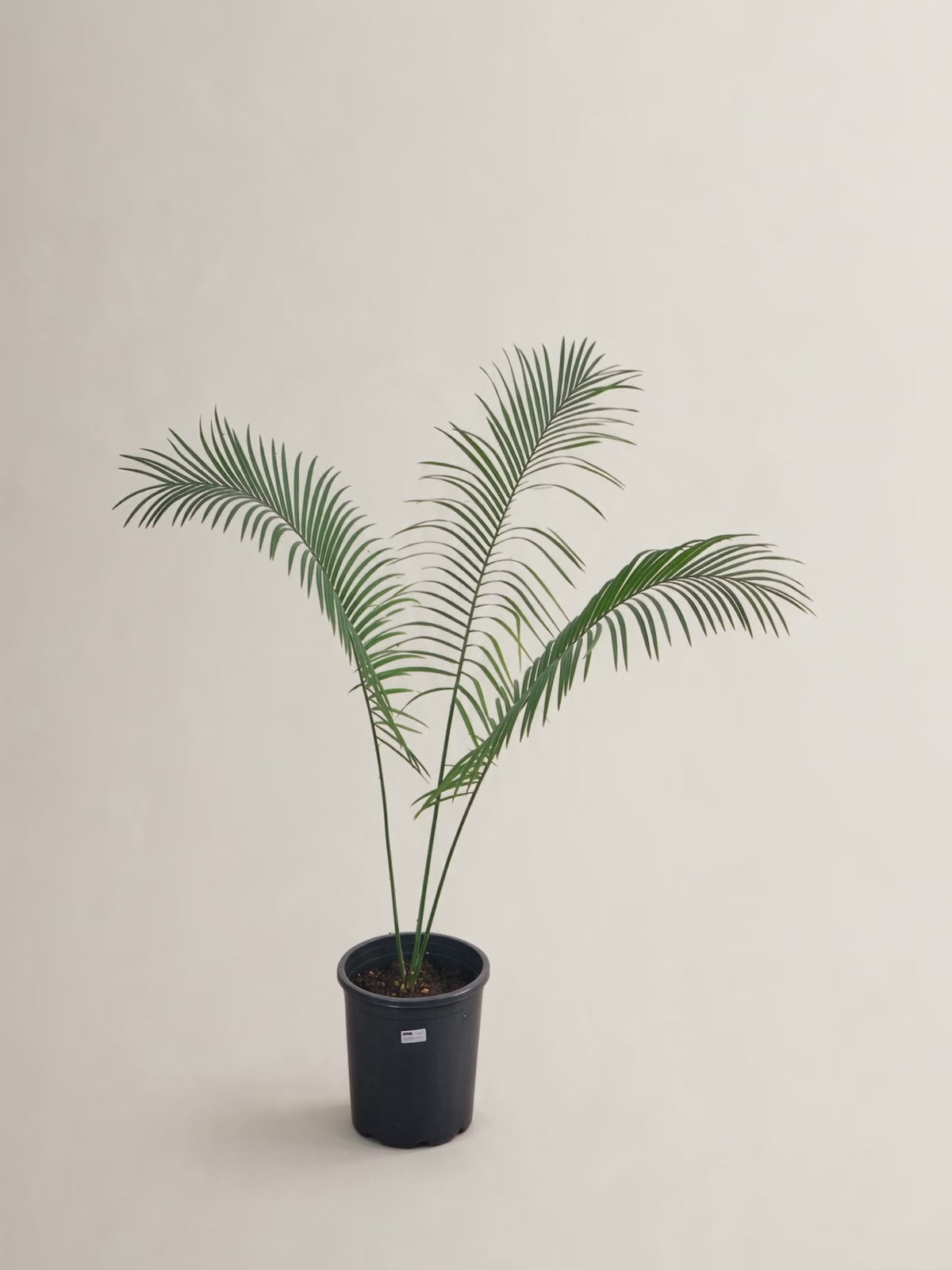 Cycas simplicipinna – Palmpedia