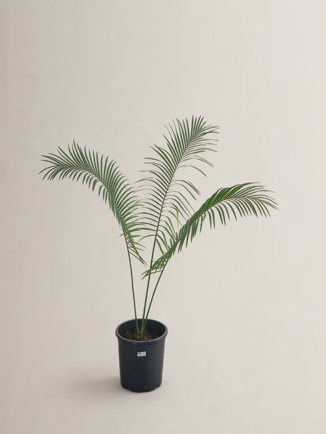 Cycas simplicipinna – Palmpedia