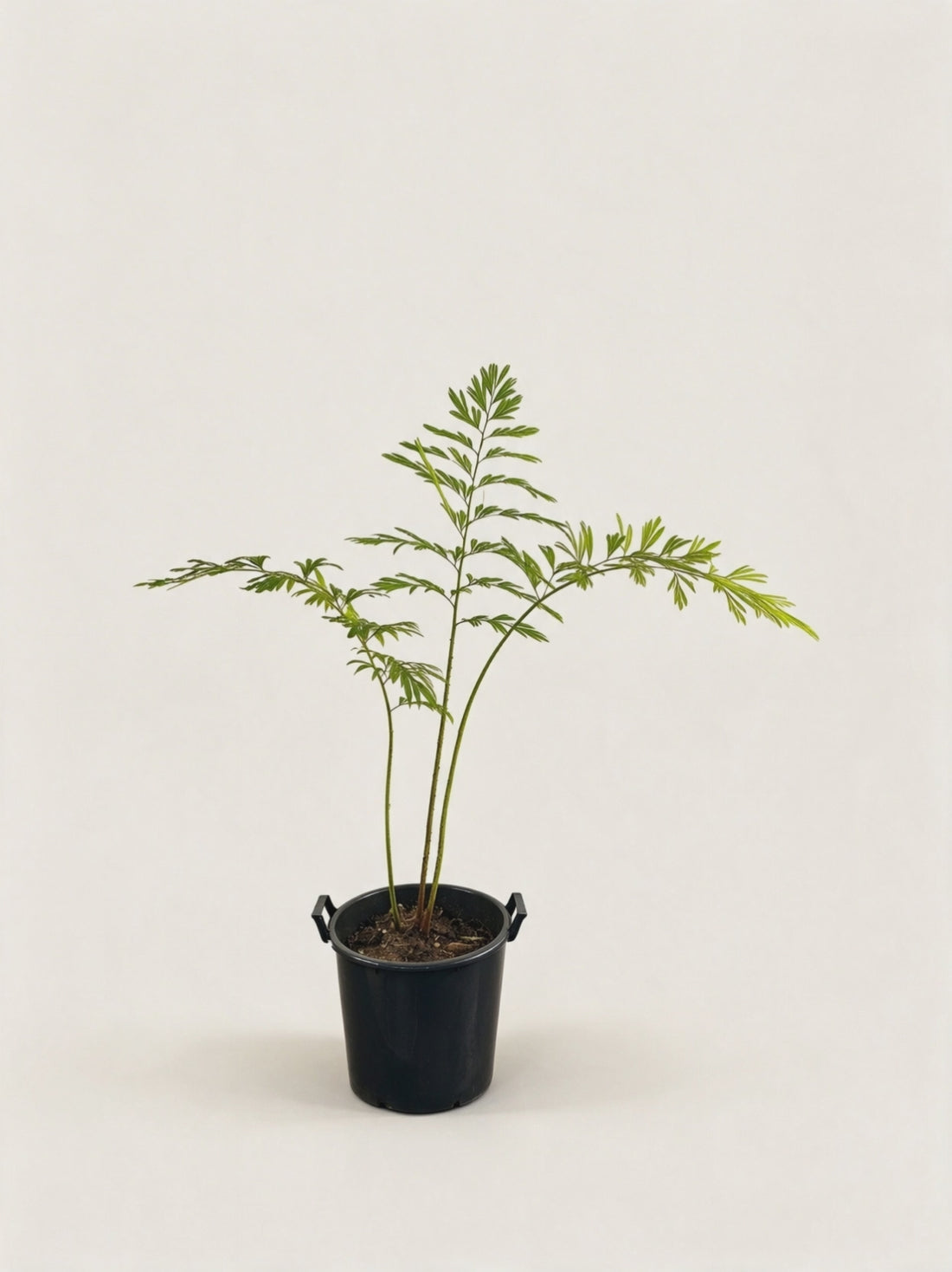 Cycas debaoensis – video