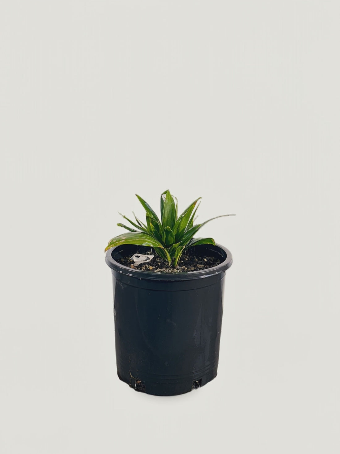 Chrysalidocarpus tokoravina – Palmpedia