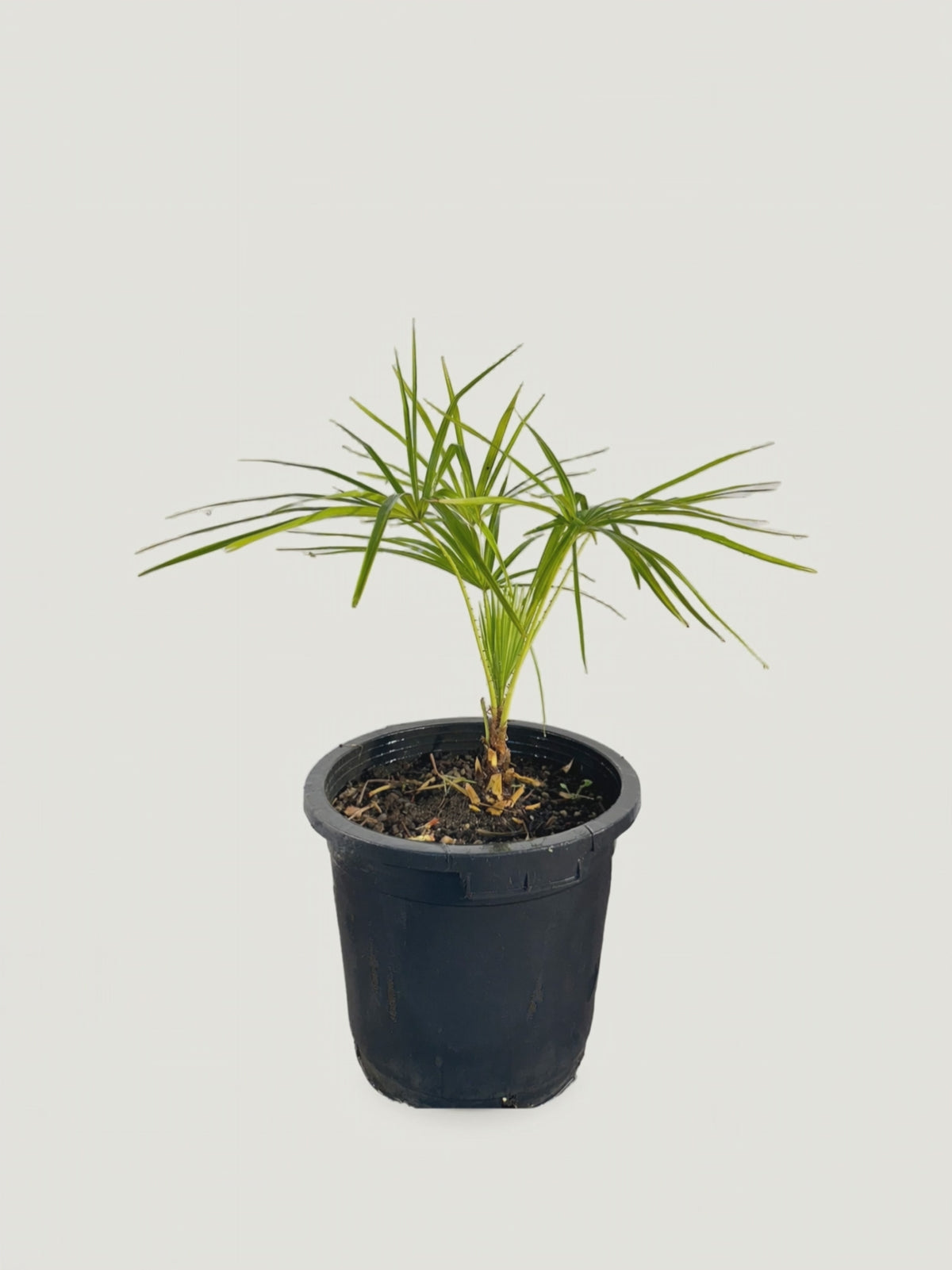 Livistona benthamii 'Golden' – video