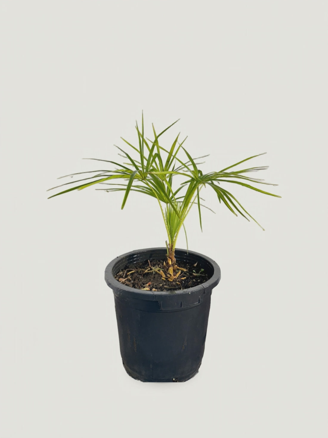 Livistona benthamii 'Golden' – video