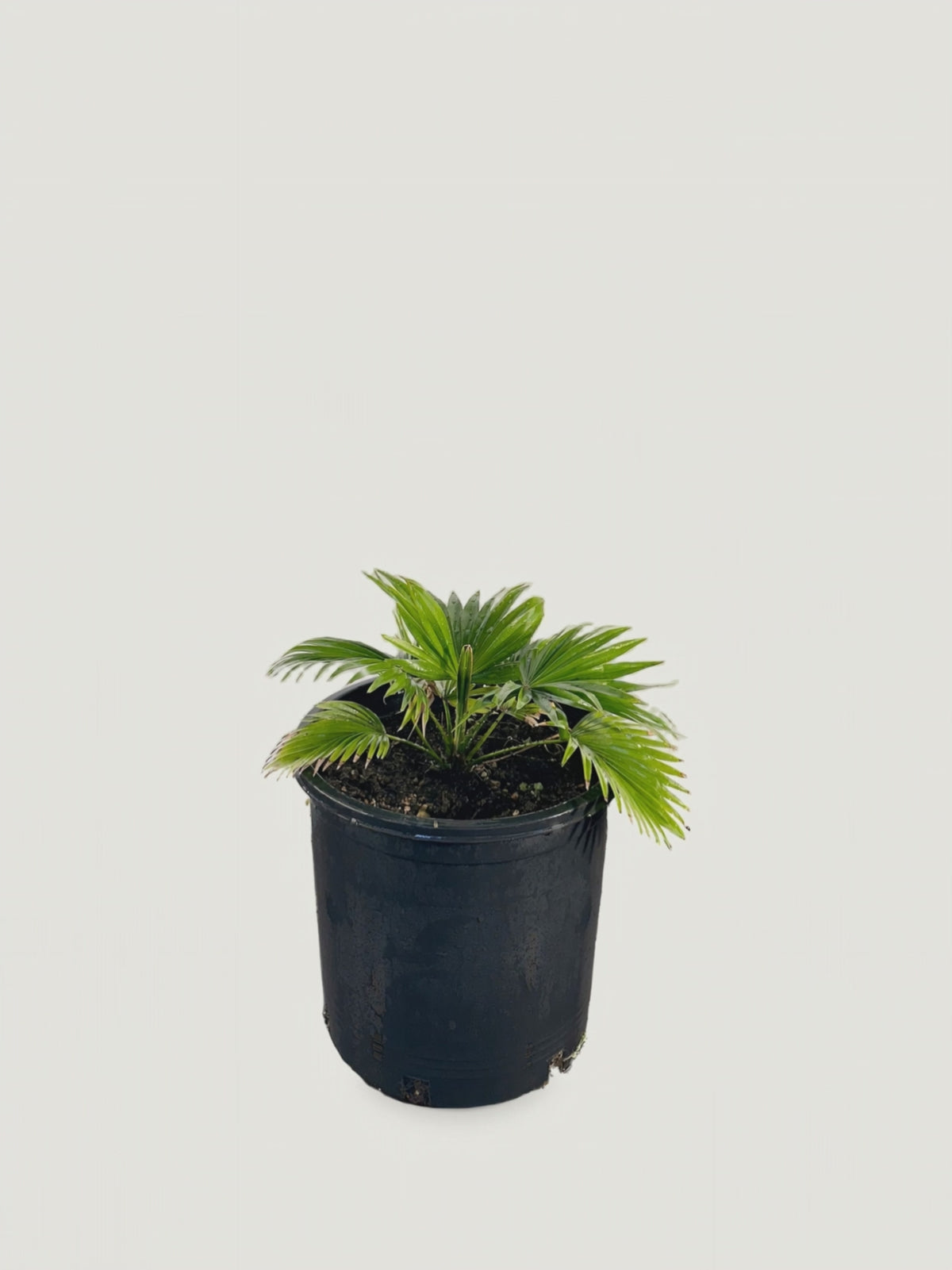 Saribus rotundifolius – video