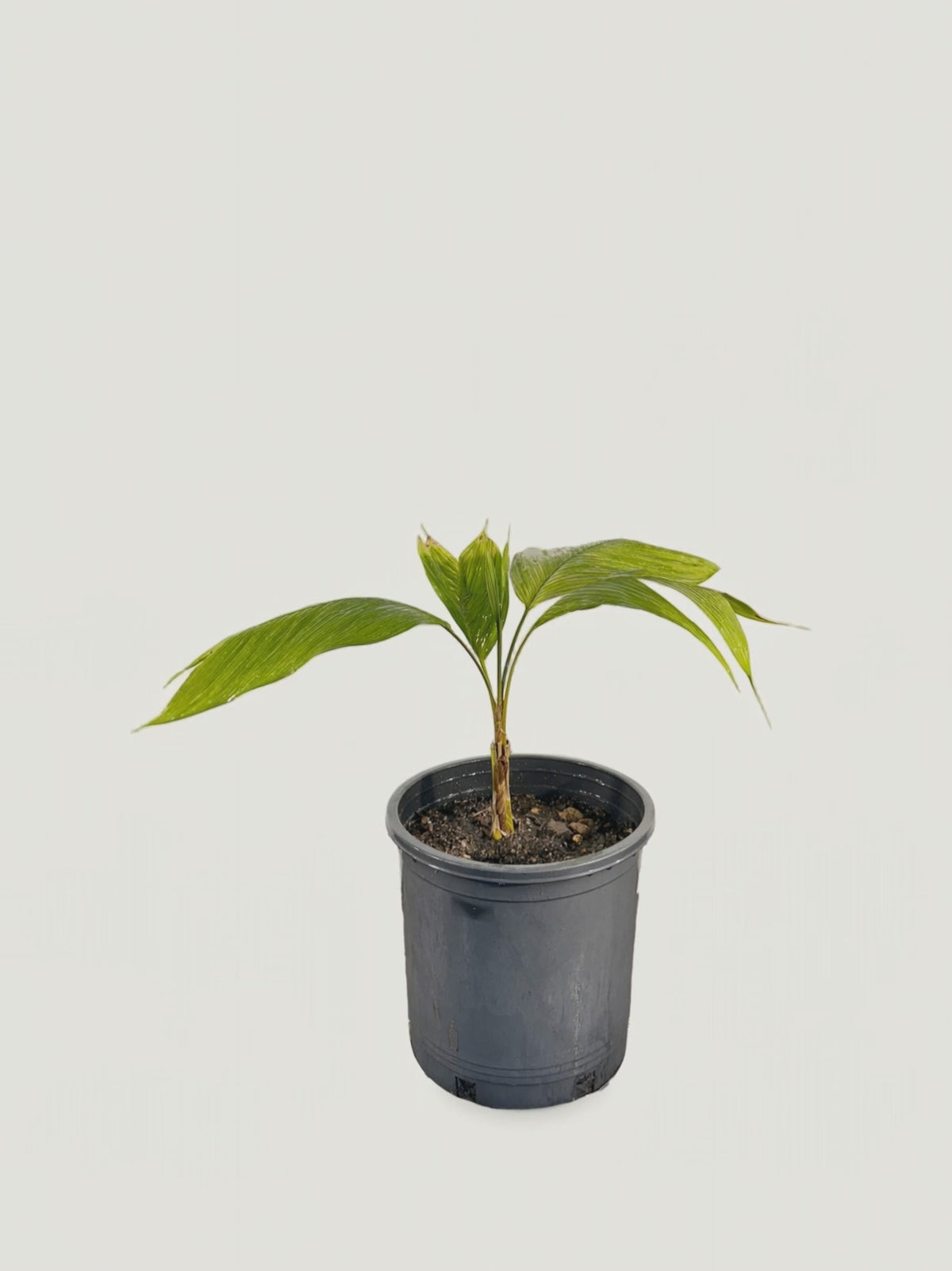 Geonoma interrupta – Palmpedia