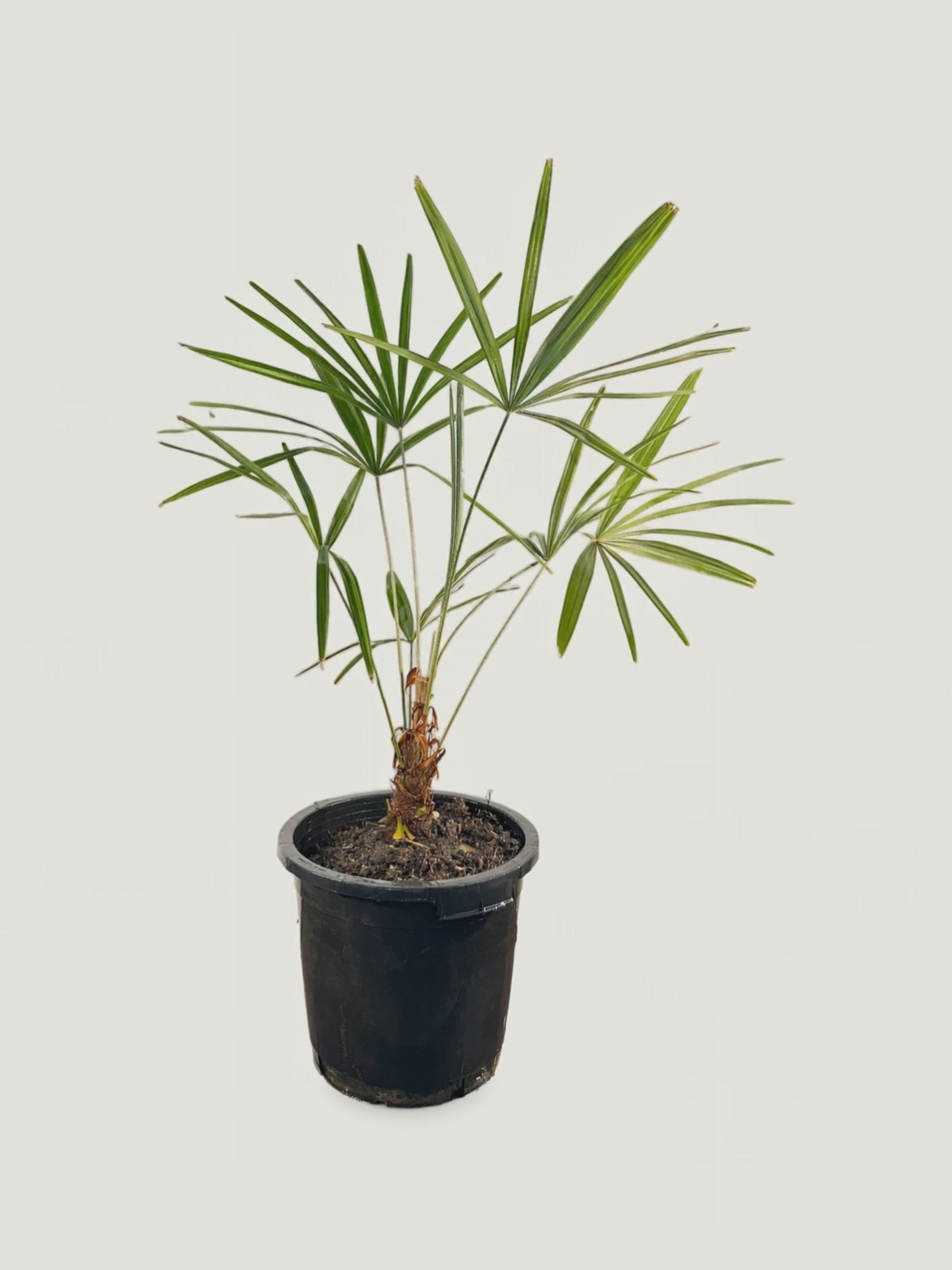 Rhapidophyllum hystrix – Palmpedia