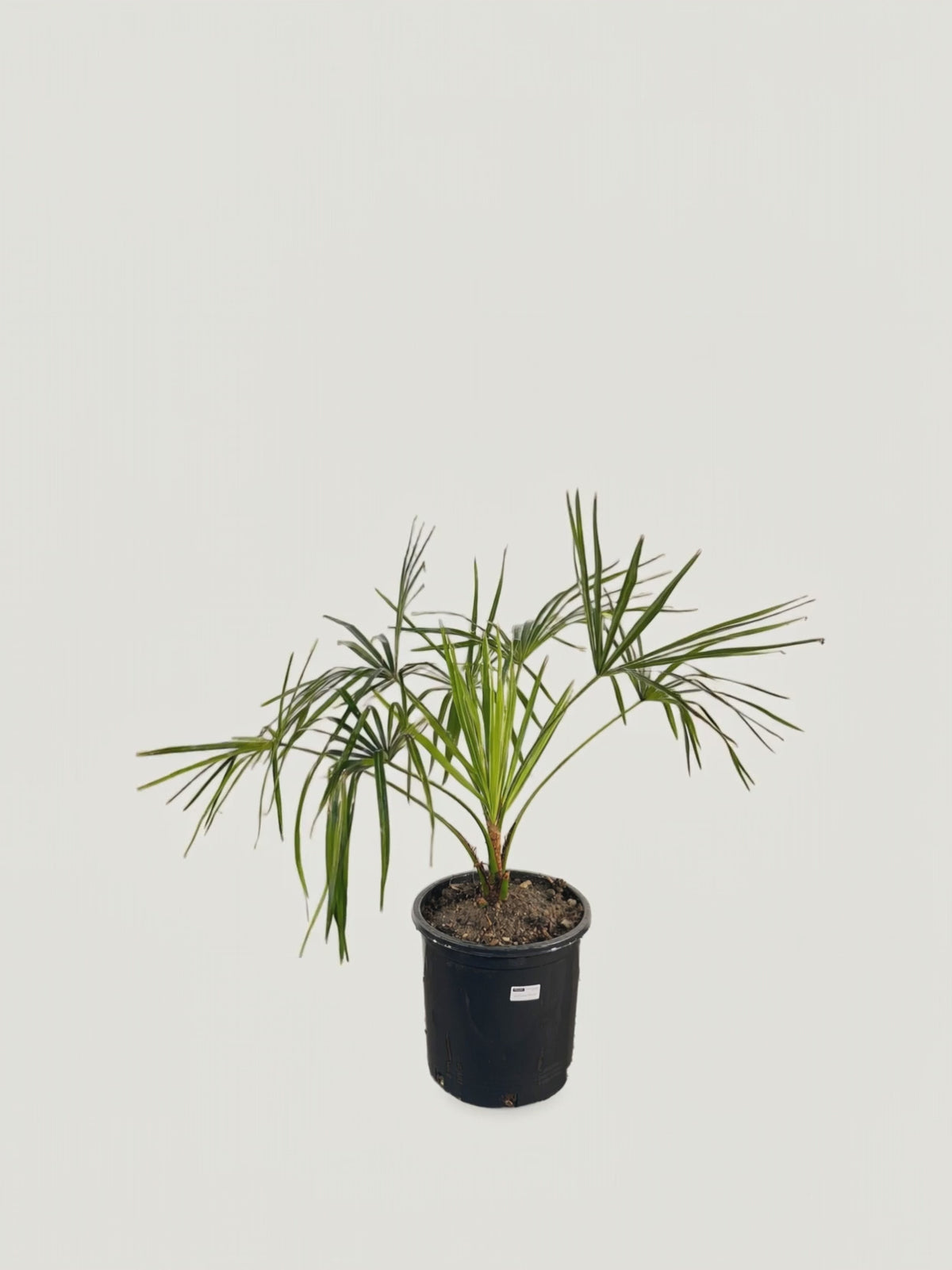 Livistona decora – Palmpedia