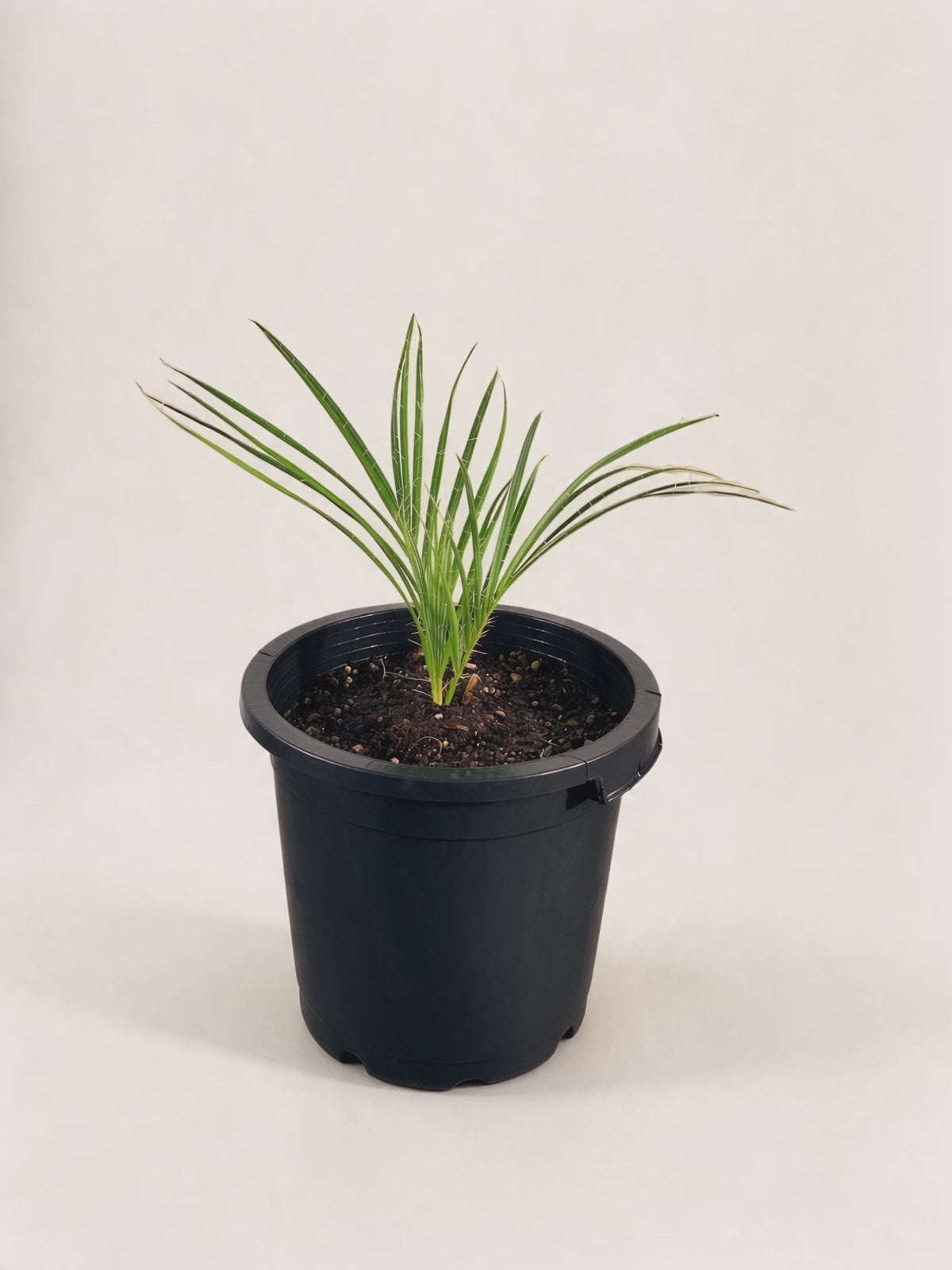 Acrocomia crispa – Palmpedia