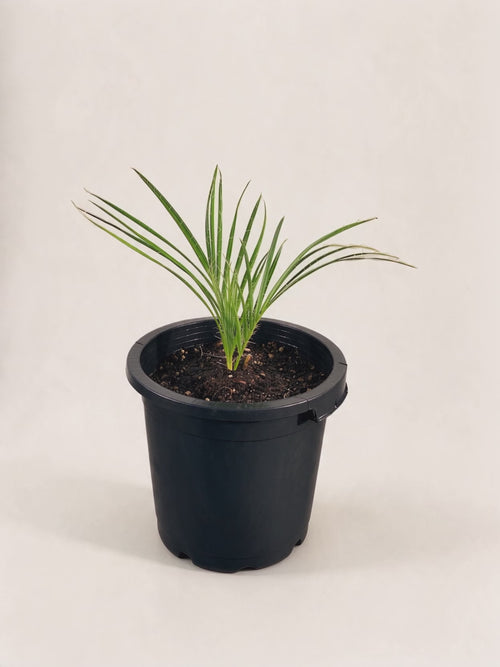 Acrocomia crispa – Palmpedia