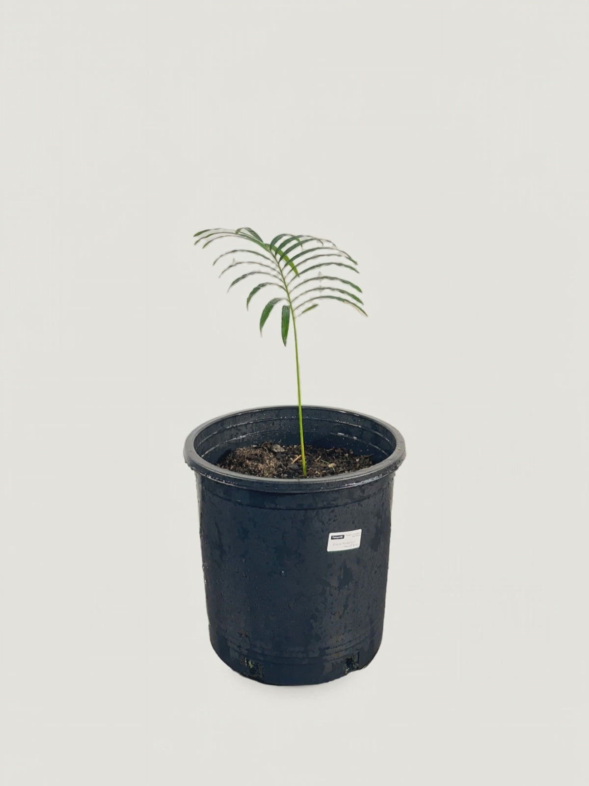 Cycas siamensis Dwarf Form – Palmpedia