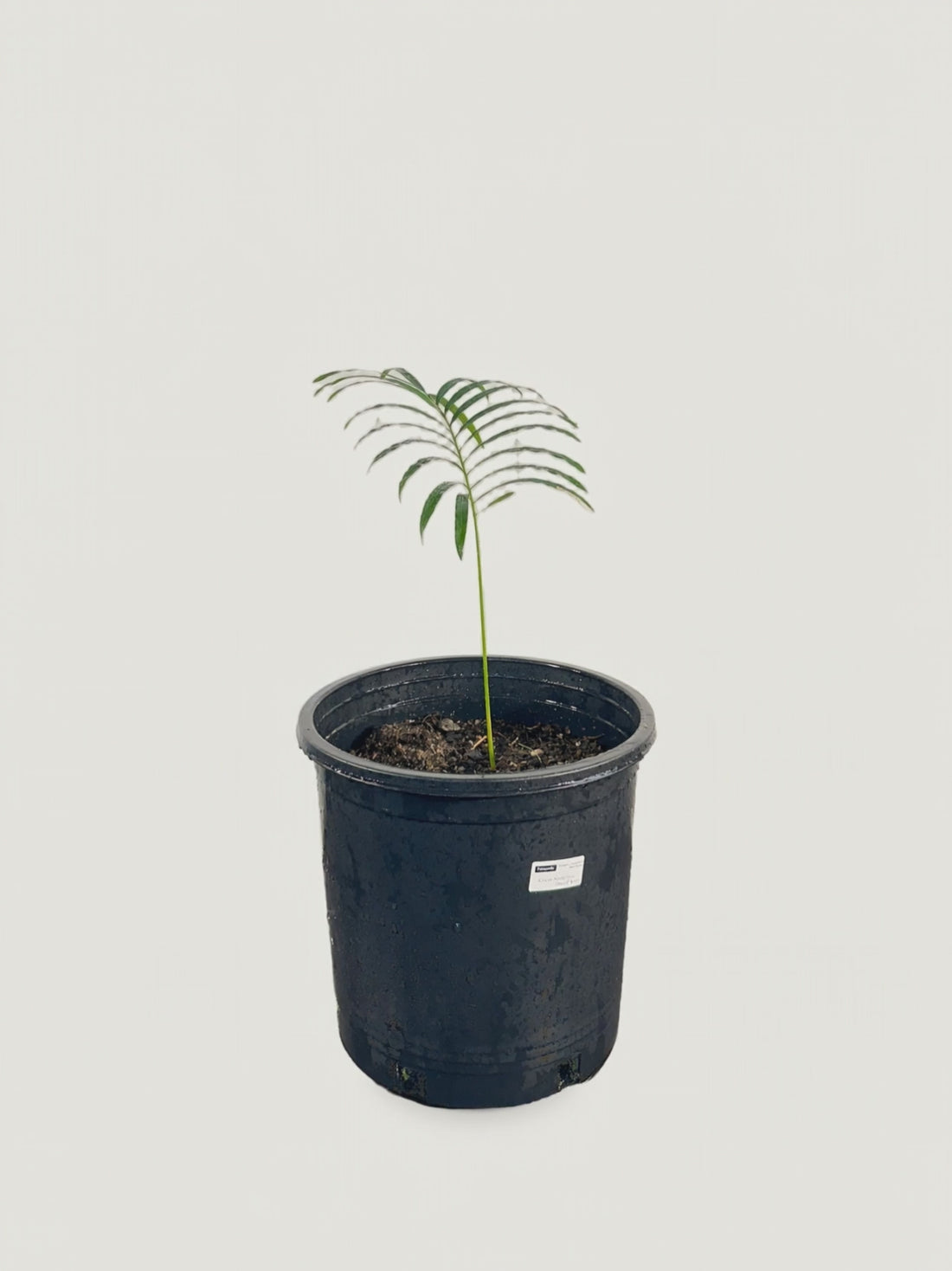 Cycas siamensis Dwarf Form – Palmpedia