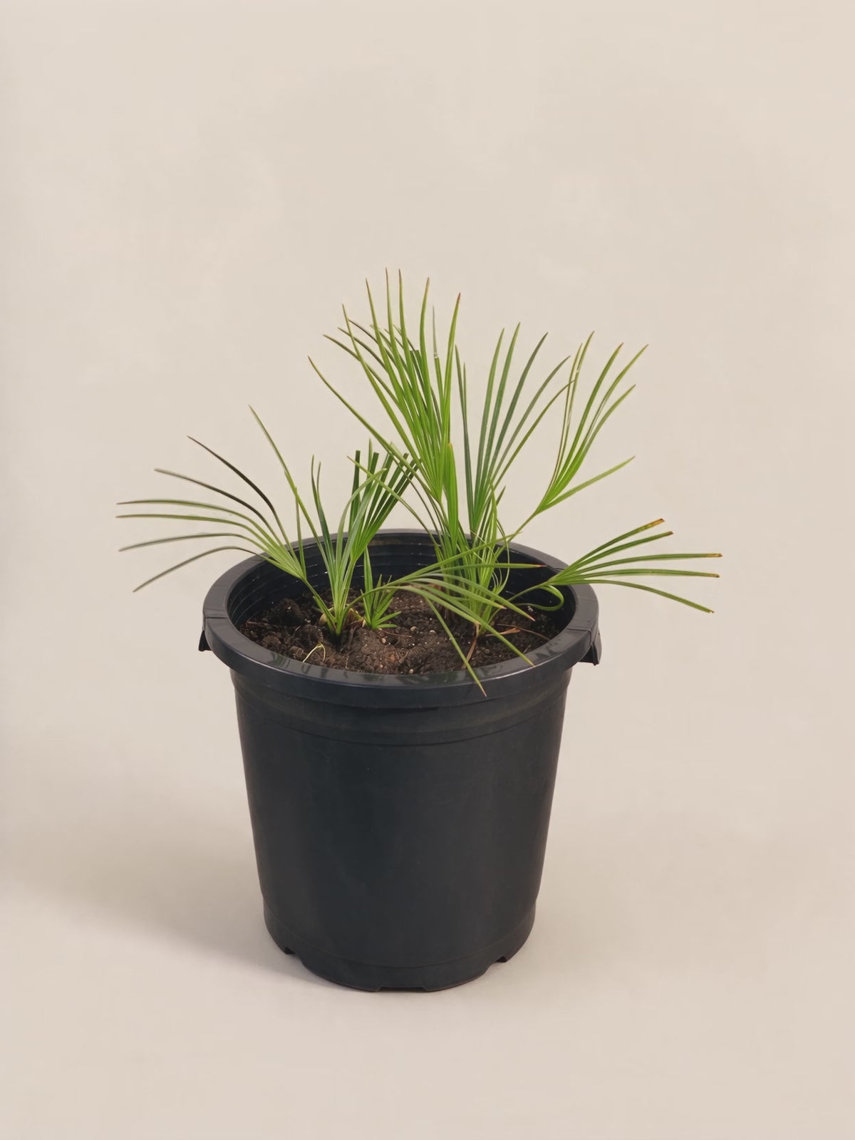 Acoelorraphe wrightii Azul – Palmpedia