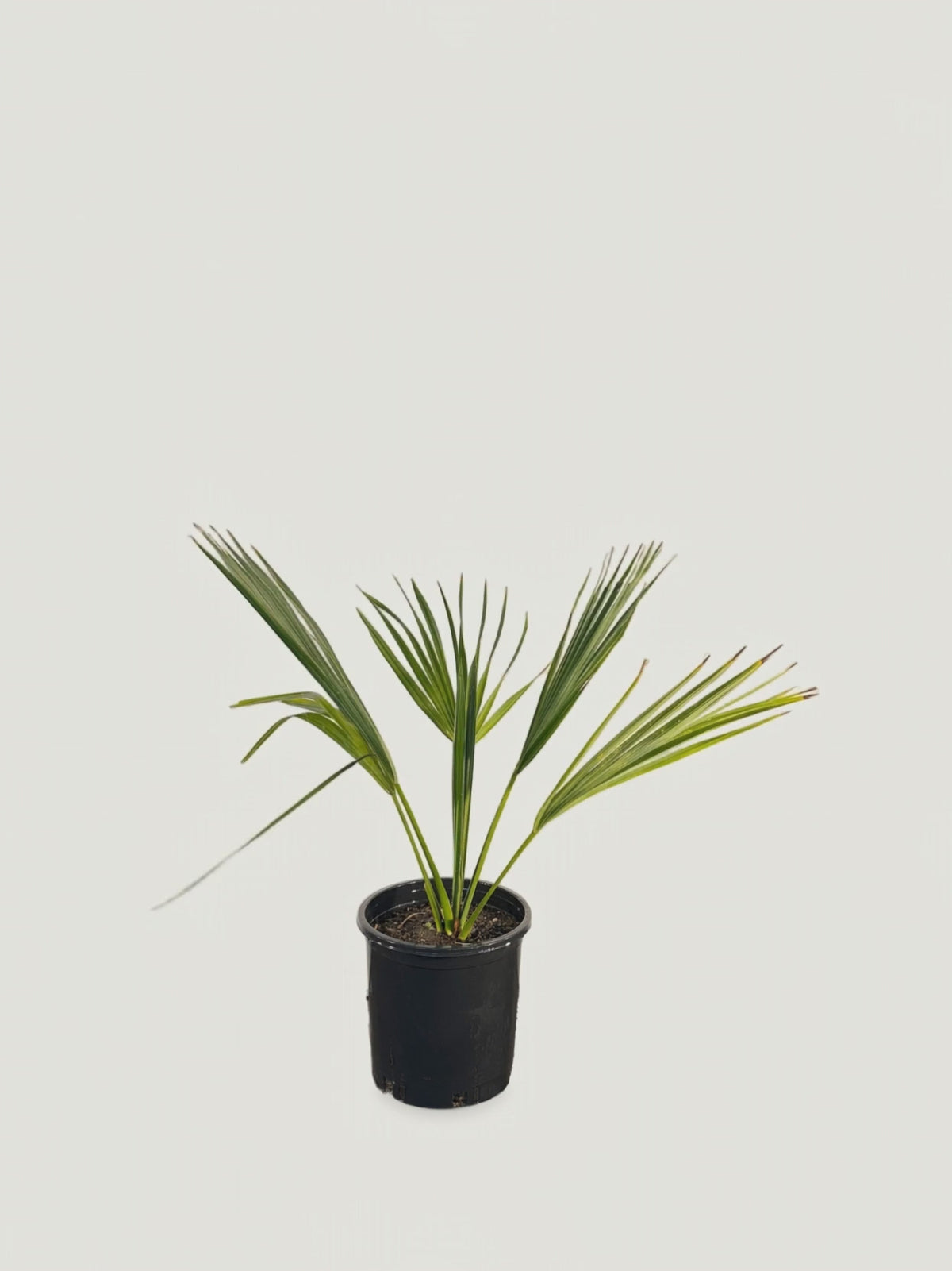 Sabal bermudana – Palmpedia