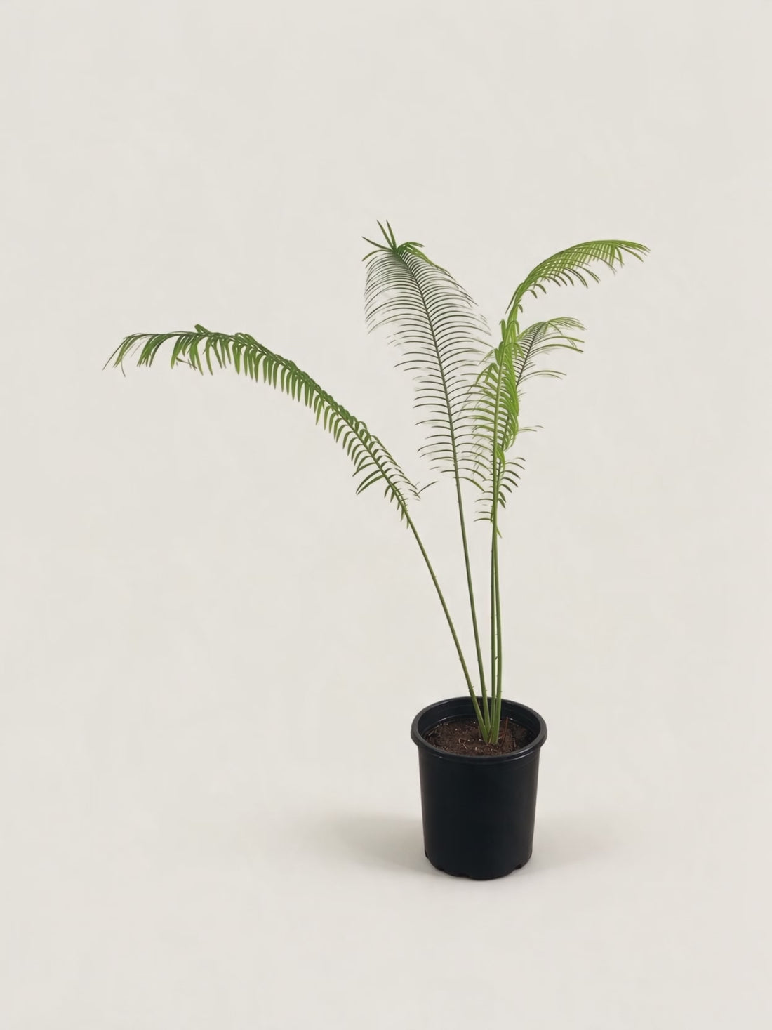 Cycas pectinata – Palmpedia