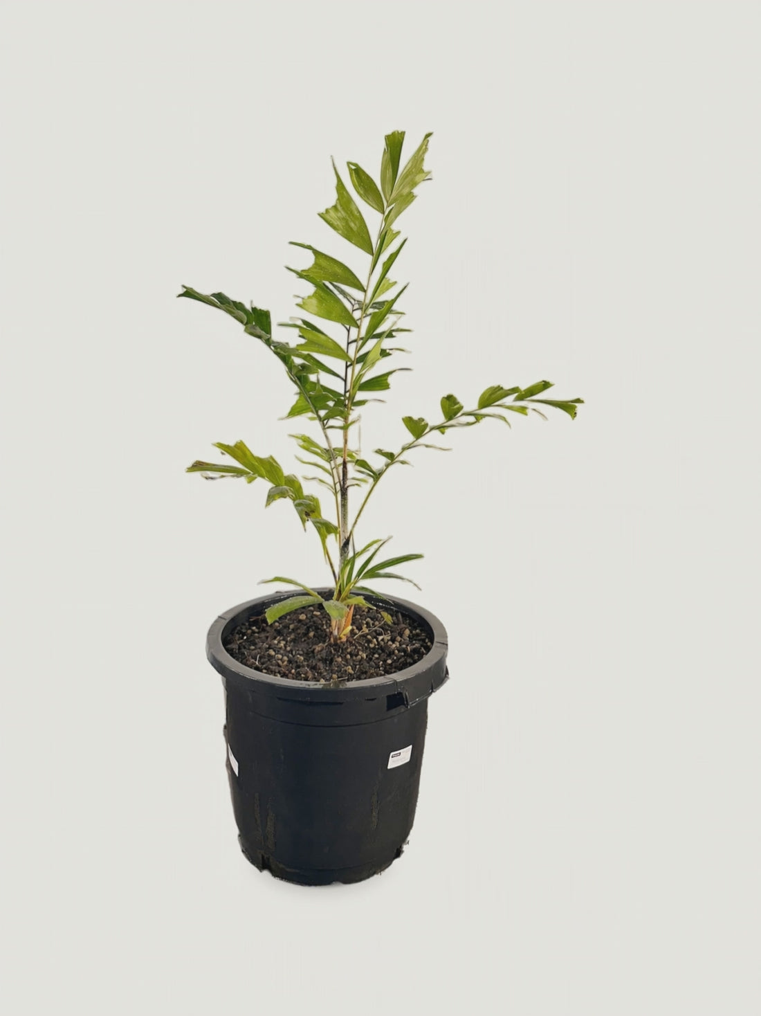 Ptychosperma cuneatum – video